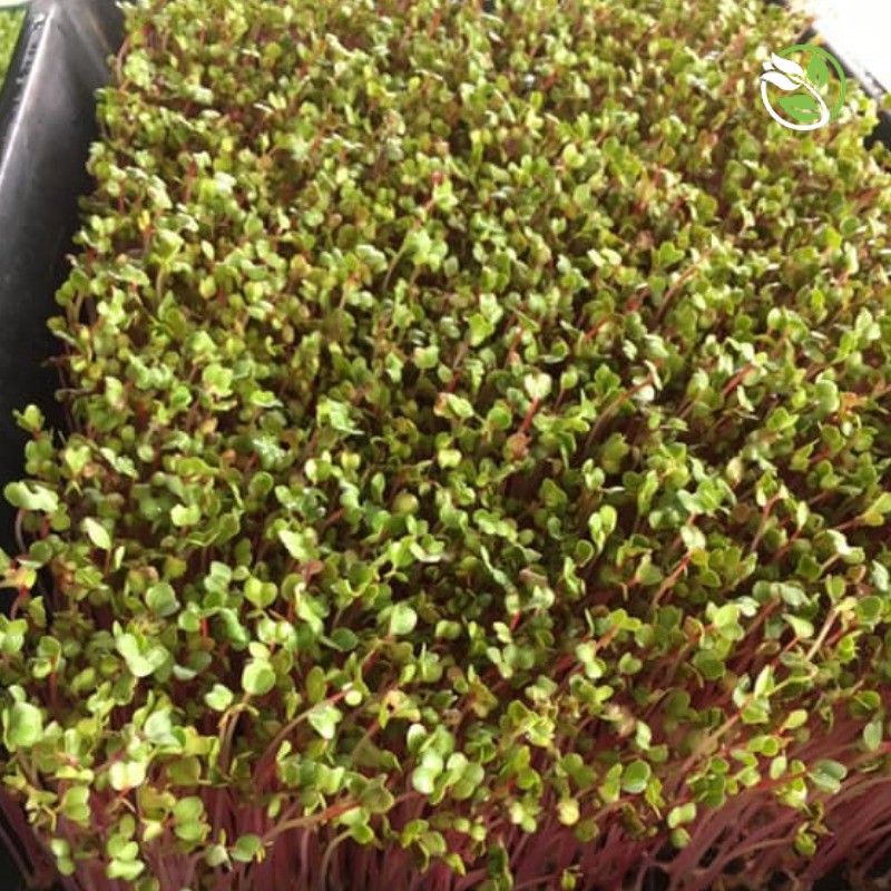 Hạt Giống Rau Mầm Củ Cải Đỏ Phú Nông - Gói 30g - 100g - Red Radish Sprouts