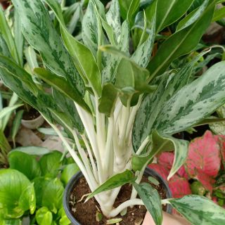 Cây giữ tiền nhật