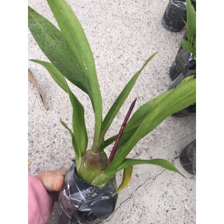 Lan Vũ Nữ Mèo Vàng (chưa hoa)