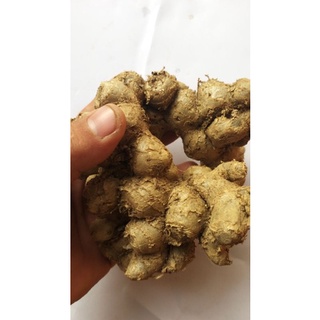 củ ngãi đen to tươi 1kg