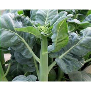 Hạt giống cải ngồng làn hay cải rổ thái lan