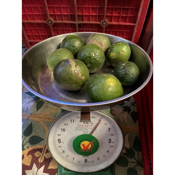 CAM SÀNH MỘNG NƯỚC SIZE BI