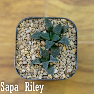 Sen đá kim cương - Haworthia (cây con)