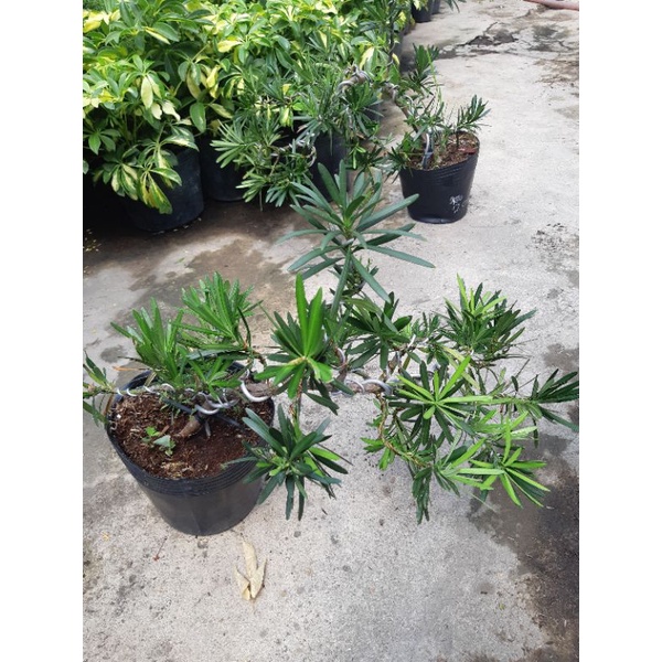 Tùng la hán bonsai THÁC ĐỔ