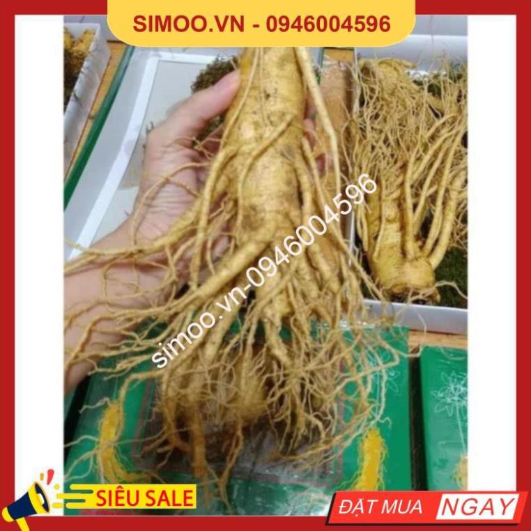 💥 ⚡ SẢN PHẨM CHÍNH HÃNG 💥 ⚡ SÂM TƯƠI HÀN QUỐC 100% NHẬP KHẨU, KHÔNG CHẤT BẢO QUẢN. LOẠI 5,6 CỦ /1KG 💥 ⚡