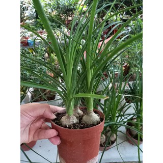 🌿Lan Bình Rượu 3 củ🌿