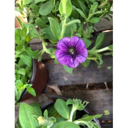 Combo 10 cây hoa Dạ Yên Thảo cấy mô hoa cánh đơn mix nhiều màu-UtNho