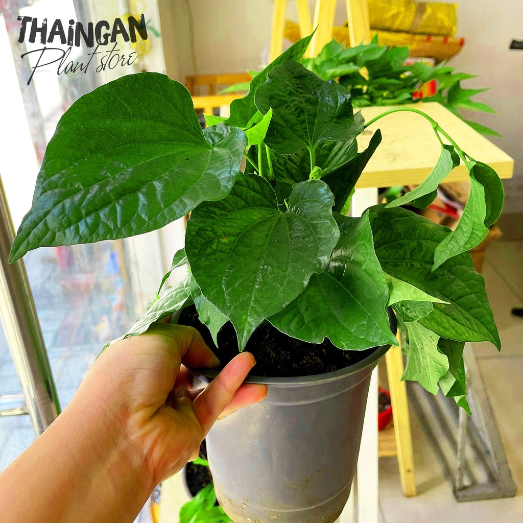 Cây Lá Lốt, Rau Sạch Vườn Trồng - Vườn Ươm Thái Ngân