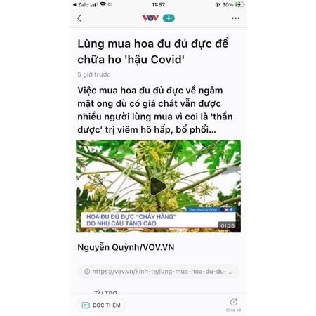 Hoa Đu Đủ Khô Sấy Lạnh( Ho long đờm, hỗ trợ K)