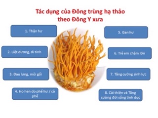 NẤM ĐÔNG TRÙNG HẠ THẢO 100gr