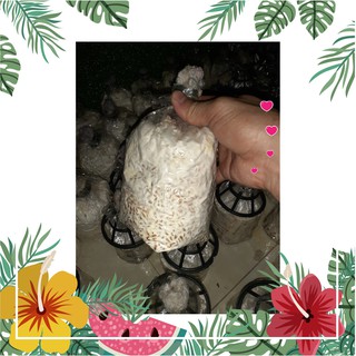 Meo nấm sò