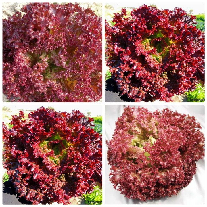 Hạt Giống Xà Lách Tím Lollo Rossa PN-9 Phú Nông - 2g