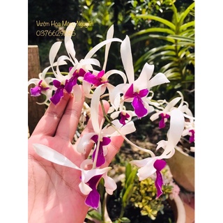 (1 chậu) Hoa lan bà liễu hoa thơm - cây đứng lá
