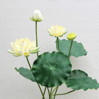 Nhành hoa sen lớn hơn 1m