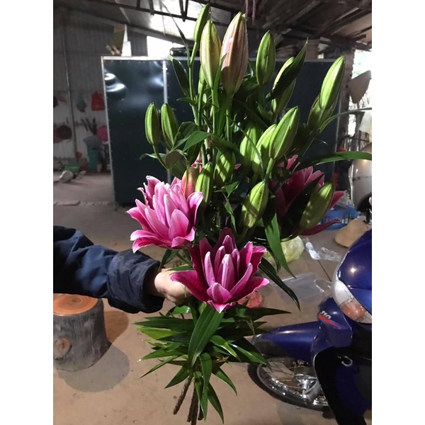 CỦ HOA LY KÉP CAO THƠM CHUẨN HÀ LAN