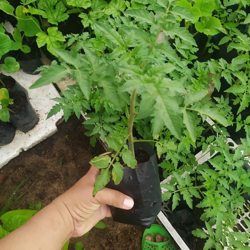 Sét 1kg túi ươm cây- số lượng nhiều( chọn  size)