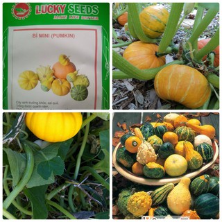 Cung Cấp COMBO 2 gói hạt giống bí mini TẶNG 1 phân bón hạt đẹp