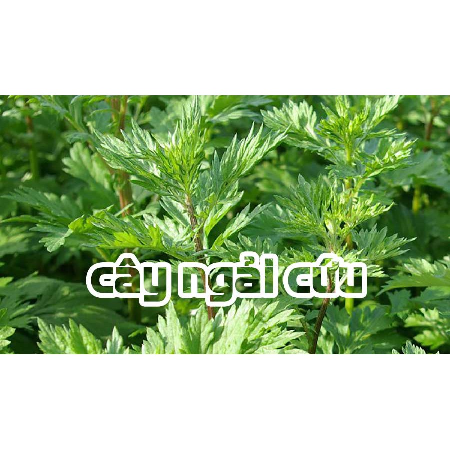 Hạt giống cây ngải cứu - 1 gói 50 hạt