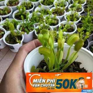 15 Hạt giống hoa Cây ăn thịt (bẫy kẹp) (tặng gói kích nẩy mầm và hướng dẫn) LuckyseadTG