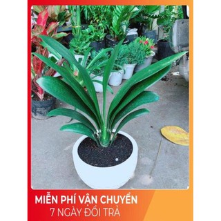 Chậu lan quân tử