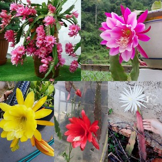 chậu hoa Nhật Quỳnh