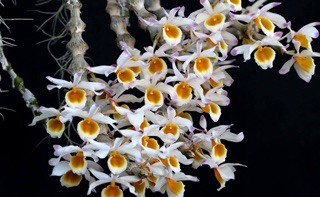 Phong lan Trúc phật bà