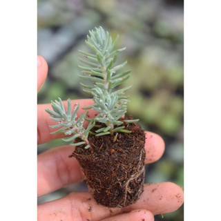 sen đá rong biển mini 2-4cm