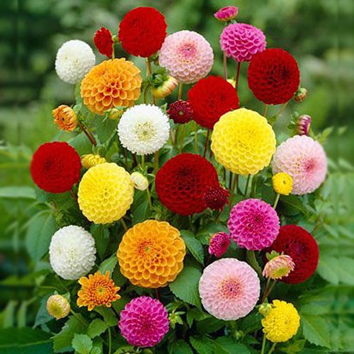 Hạt Giống Hoa Thược Dược Tổ ong 50hạt