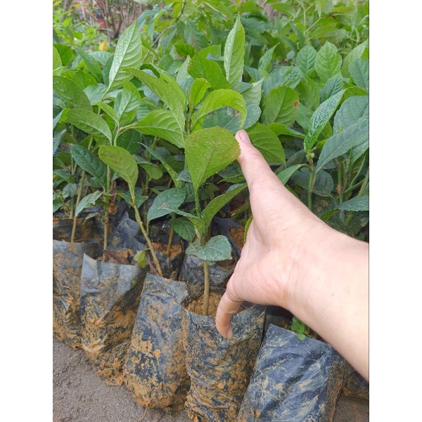 Cây giống dâu da đỏ