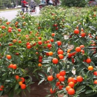 CÂY QUẤT NHẬT - SIÊU PHẨM CHƠI TẾT