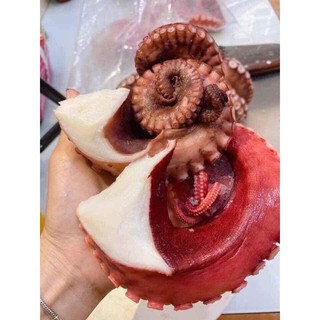 Râu Tuộc khổng lồ 1kg