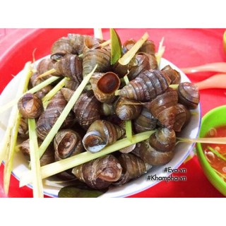 COMBO ỐC VẶN, ỐC MÍT, NGAO TRẮNG