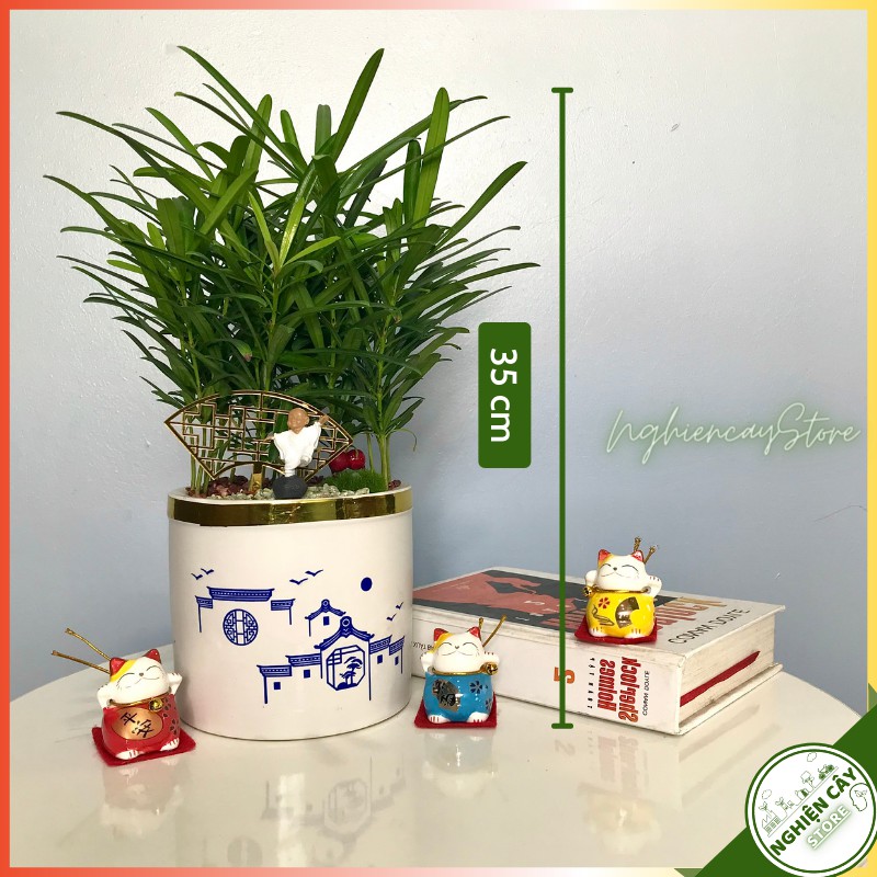 Cây tùng la hán chậu tiểu cảnh trang trí bàn làm việc, quầy thu ngân, làm quà tặng ý nghĩa