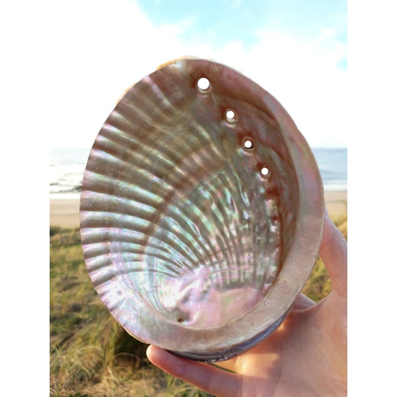 Đĩa Ốc Xà Cừ Hồng Nhật Bản - Vỏ sò đốt xô thơm (Natural Abalone Shell) - Thảo Mộc Xông Nha