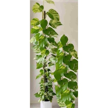 Trầu bà sữa Mablequeen chậu treo to