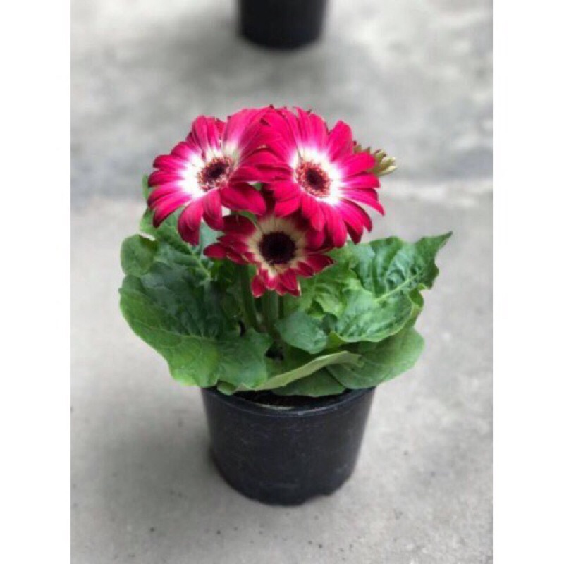 HẠT GIỐNG HOA ĐỒNG TIỀN MIX F1- Loài Hoa May Mắn, Nhiều Tài Lộc,siêu đẹp