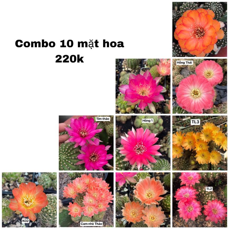 Xương rồng Lobivia siêu hoa. Combo 10c 10 mẫu hoa khác nhau đa dạng