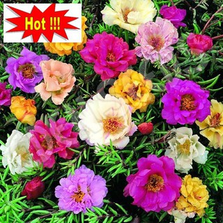 Giống hoa Mười giờ mix (100 hạt nhiều màu)