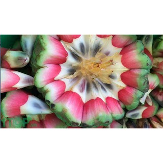Cây giống na rừng đỏ