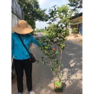 Cây hoa mộc hương thơm ngát cây khoẻ đẹp dễ trồng , cây đẹp, giống chuẩn