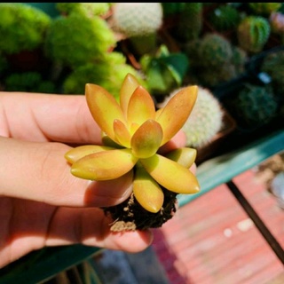 [Sen Đá] - [SIÊU XỊN] CÂY SEN ĐÁ VÀNG MINI ( DỄ TRỒNG, ĐÃ THUẦN KHÍ HẬU )
