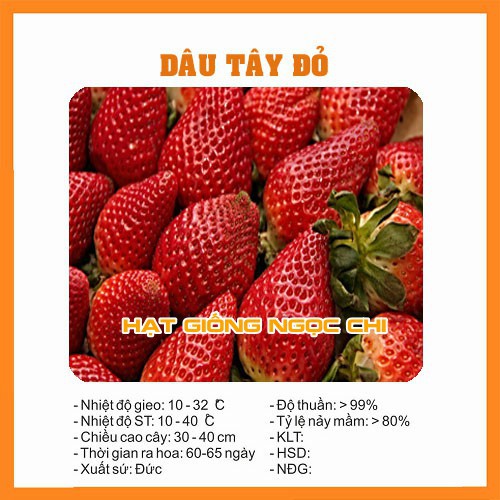 Hạt Giống Dâu Tây Đỏ - 100 Hạt