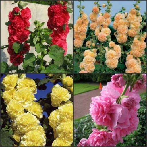HẠT GIỐNG HOA MÃN ĐÌNH HỒNG CÁC LOẠI - 1 Gói