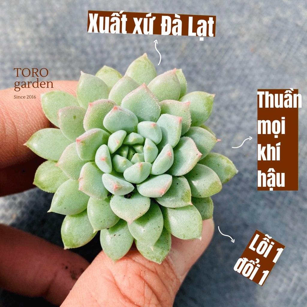 SEN ĐÁ DÙ XANH ĐÀ LẠT SIZE MINI, SIÊU KHOẺ ĐẸP, THUẦN MỌI KHÍ HẬU, HƯ 1 ĐỔI 1