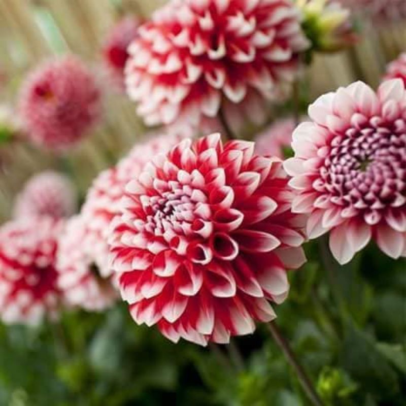 Cây thược dược đột biến