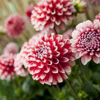 Cây thược dược đột biến