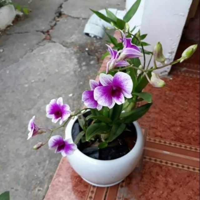 Cây Lan Dendro YaYa Mini Siêu Siêng Hoa, Cực dễ chăm - Hàng ra hoa Tết 2020