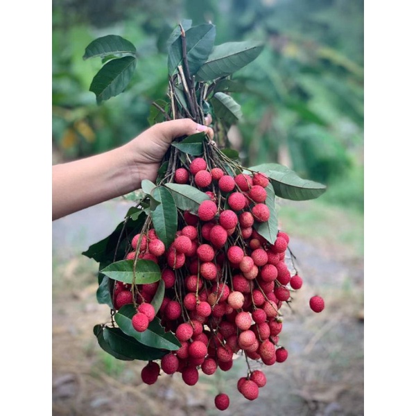 Cây Vải Rừng giống