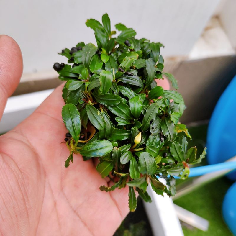Bucep nguyên cụm trải nền siêu đẹp