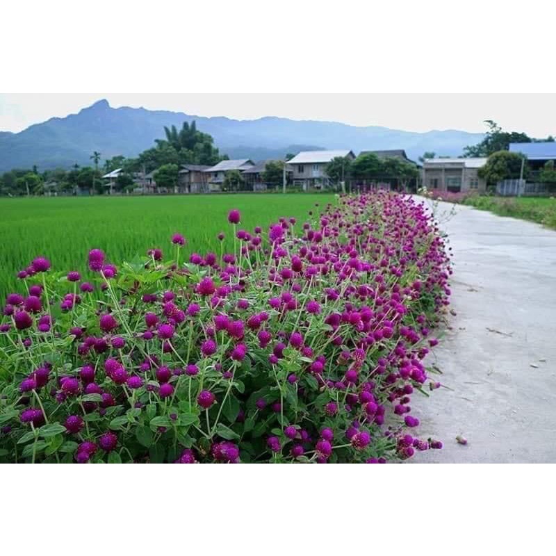 Hạt giống hoa cúc bách nhật Chơi Tết